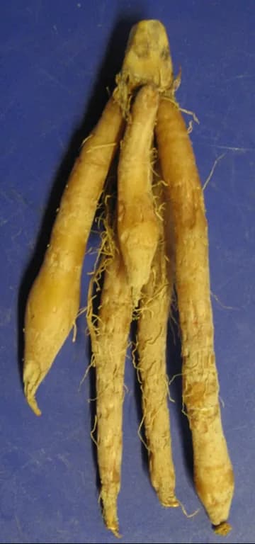BOESENBERGIA PANDURATA ROOT OIL 대표 사진