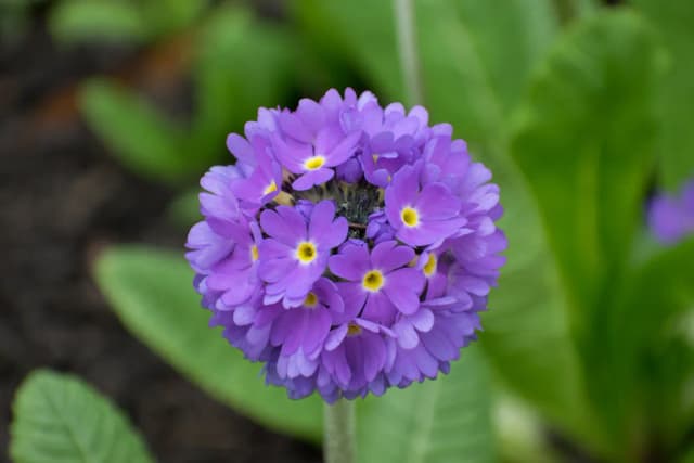 PRIMULA DENTICULATA LEAF EXTRACT 대표 사진