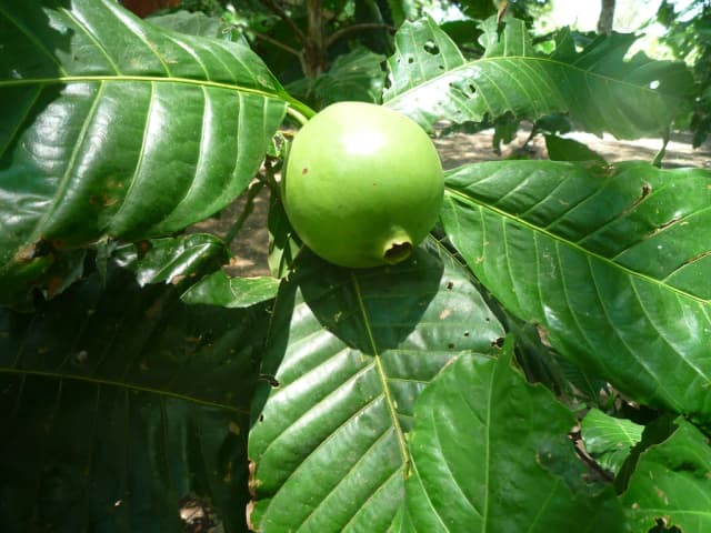 BOROJOA PATINOI FRUIT JUICE 대표 사진