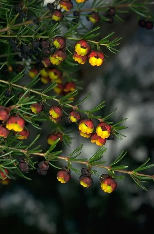 BORONIA MEGASTIGMA BRANCHLET/LEAF EXTRACT 대표 사진