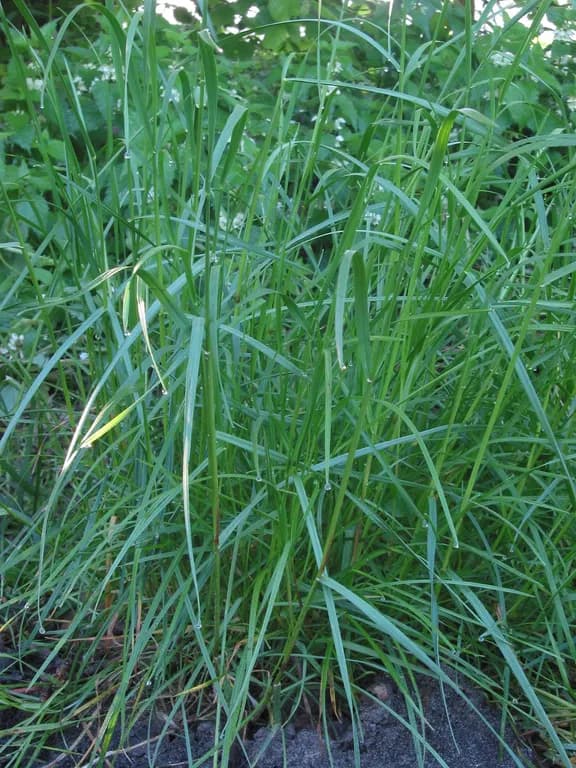 LOLIUM PERENNE LEAF OIL 대표 사진