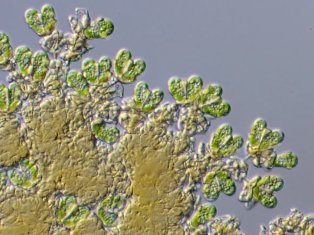 BOTRYOCOCCUS BRAUNII EXTRACT 대표 사진