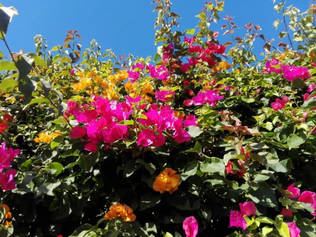 BOUGAINVILLEA GLABRA LEAF CELL EXTRACT 대표 사진