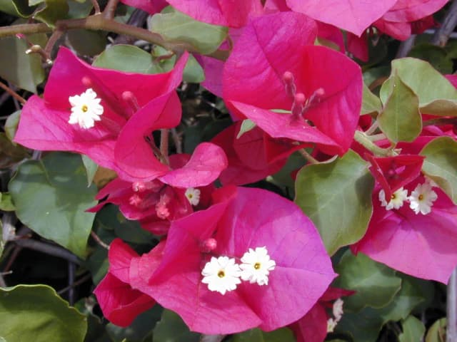 BOUGAINVILLEA SPECTABILIS LEAF CELL EXTRACT 대표 사진