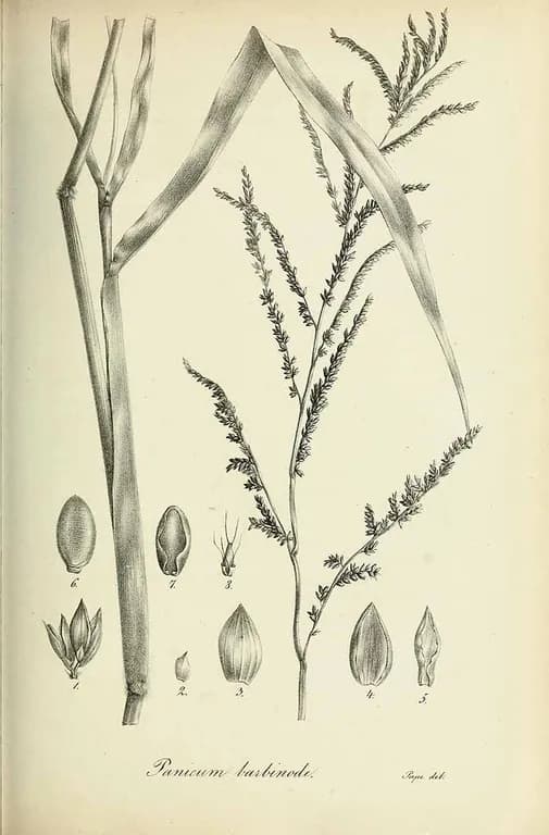 BRACHIARIA MUTICA EXTRACT 대표 사진