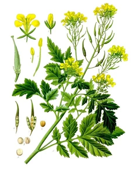 BRASSICA ALBA SEED OIL 대표 사진