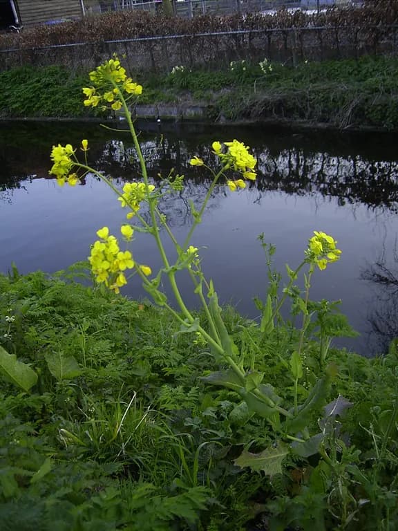 BRASSICA CAMPESTRIS SEED OIL 대표 사진