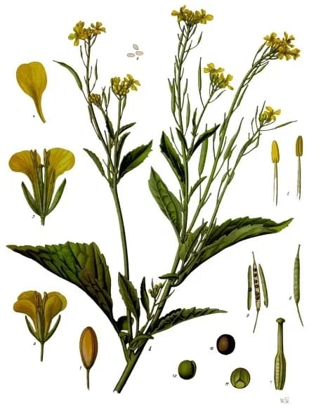 BRASSICA JUNCEA SPROUT EXTRACT 대표 사진