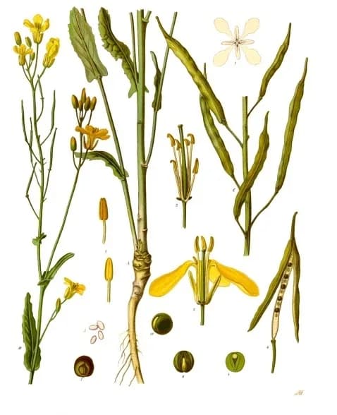 BRASSICA NAPUS SEED EXTRACT 대표 사진
