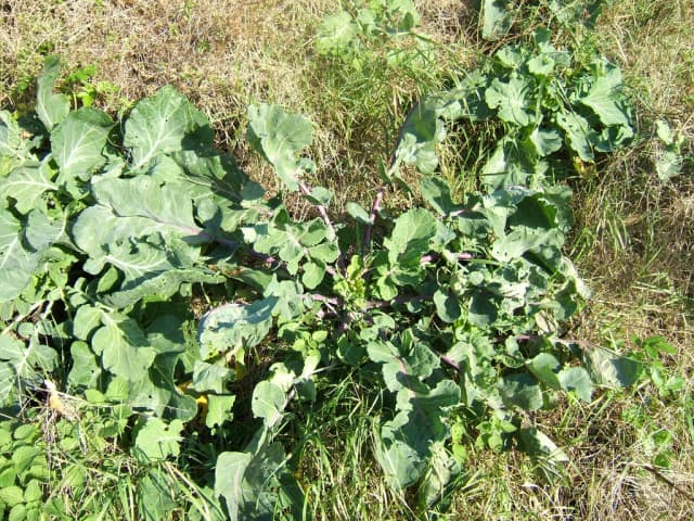 BRASSICA OLERACEA ITALICA SPROUT EXTRACT 대표 사진