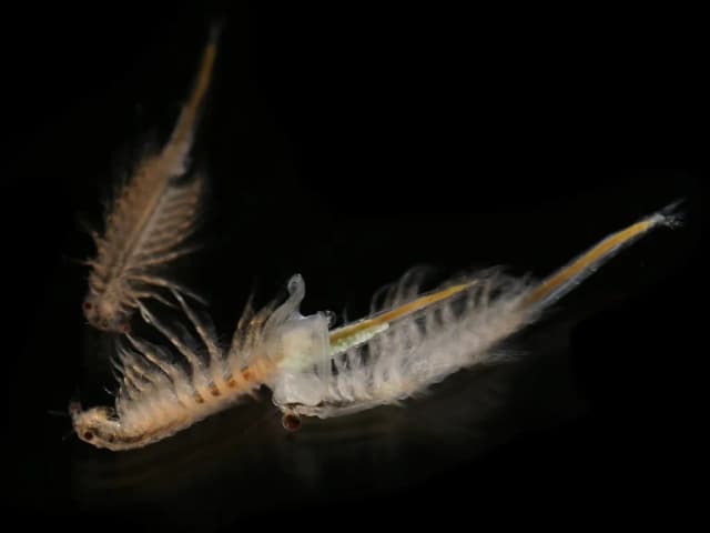BRINE SHRIMP EXTRACT 대표 사진