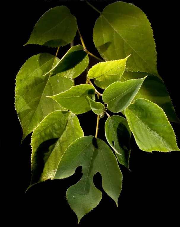 BROUSSONETIA PAPYRIFERA SEED OIL 대표 사진