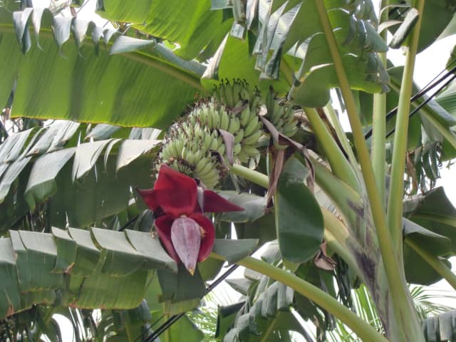 MUSA ACUMINATA FRUIT WATER 대표 사진