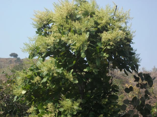 BUCHANANIA LANZAN SEED EXTRACT 대표 사진