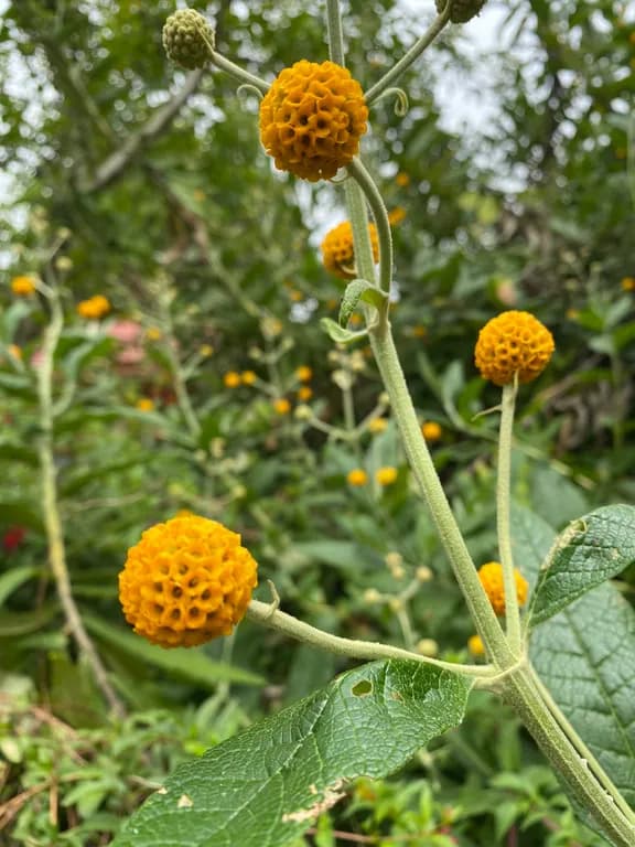 BUDDLEJA GLOBOSA LEAF EXTRACT 대표 사진