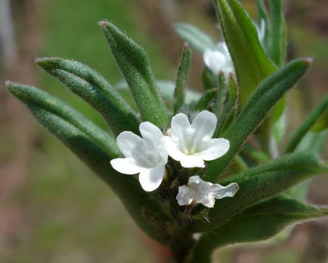 BUGLOSSOIDES ARVENSIS SEED OIL 대표 사진