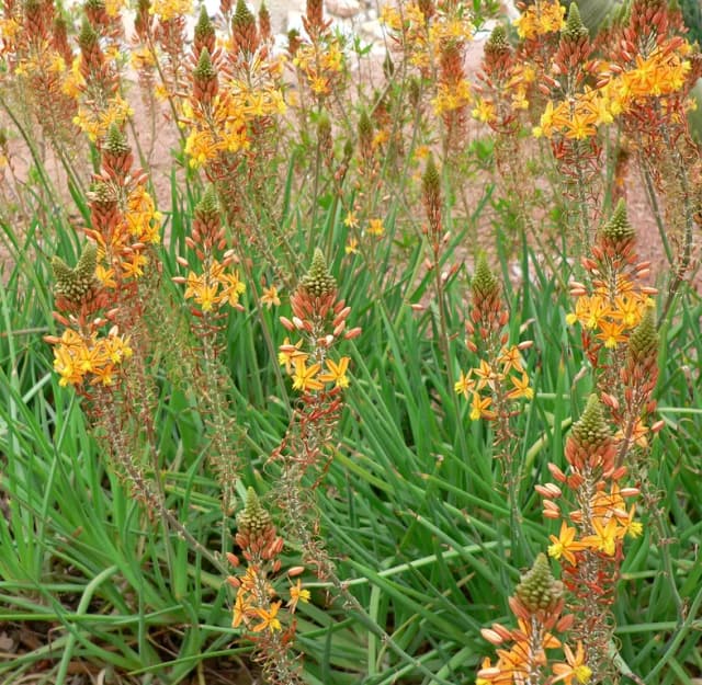 BULBINE FRUTESCENS LEAF JUICE 대표 사진