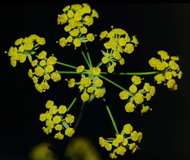 BUPLEURUM FALCATUM FLOWER/LEAF/STEM EXTRACT 대표 사진