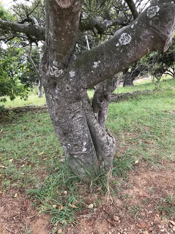 BURSERA BIPINNATA RESIN EXTRACT 대표 사진
