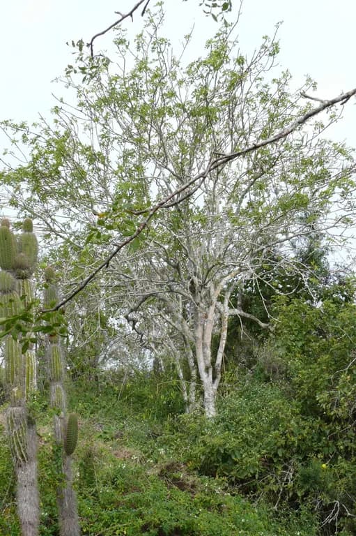 BURSERA GRAVEOLENS FRUIT OIL 대표 사진