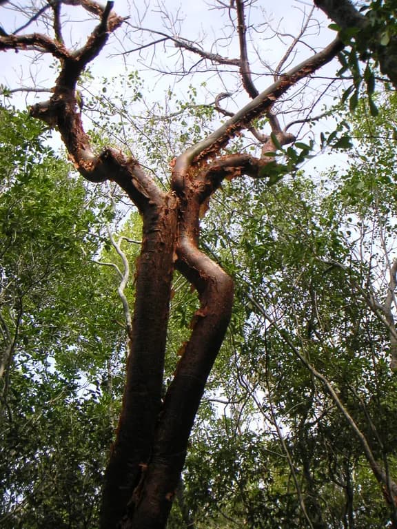 BURSERA SIMARUBA BARK EXTRACT 대표 사진