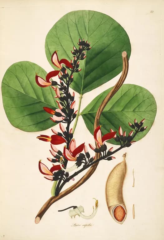 BUTEA SUPERBA ROOT POWDER 대표 사진