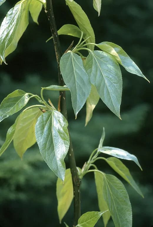 POPULUS BALSAMIFERA BUD/TWIG OIL 대표 사진