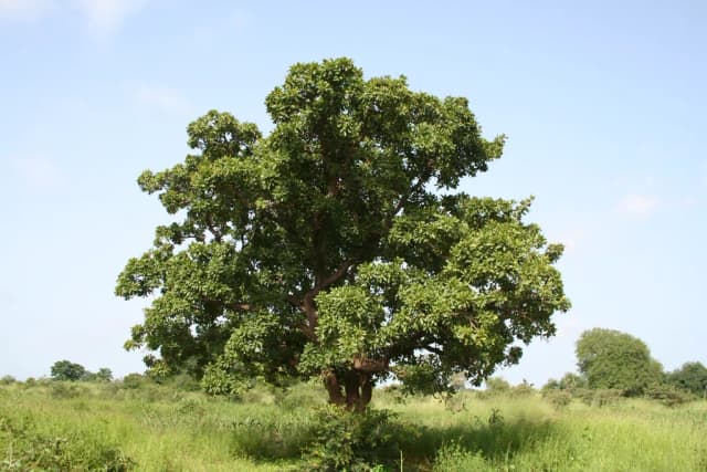 BUTYROSPERMUM PARKII LEAF EXTRACT 대표 사진