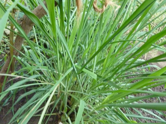 CYMBOPOGON NARDUS HERB EXTRACT/ ACETONE 대표 사진