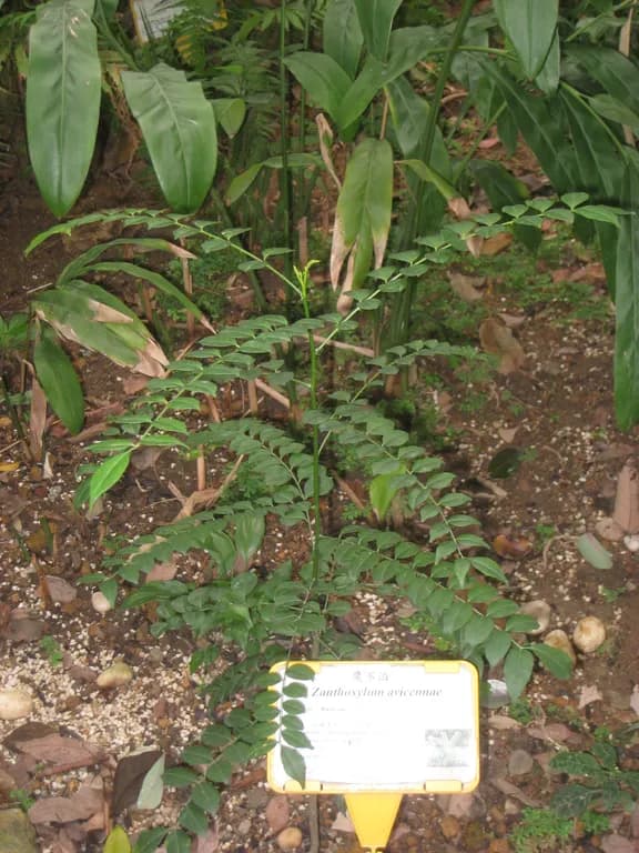 ZANTHOXYLUM AVICENNAE BARK EXTRACT 대표 사진