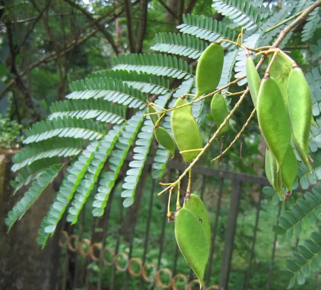 CAESALPINIA SAPPAN EXTRACT 대표 사진