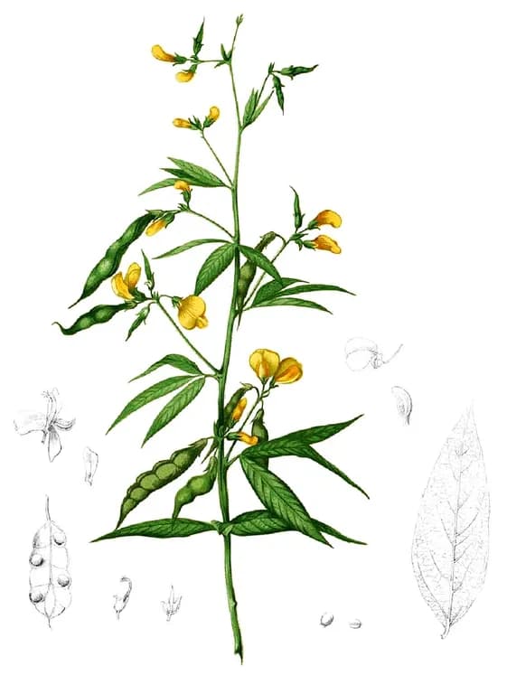 CAJANUS CAJAN ROOT EXTRACT 대표 사진