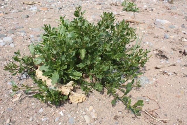 CAKILE EDENTULA FRUIT/LEAF/STEM EXTRACT 대표 사진