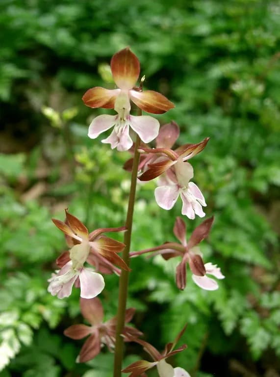 CALANTHE DISCOLOR EXTRACT 대표 사진