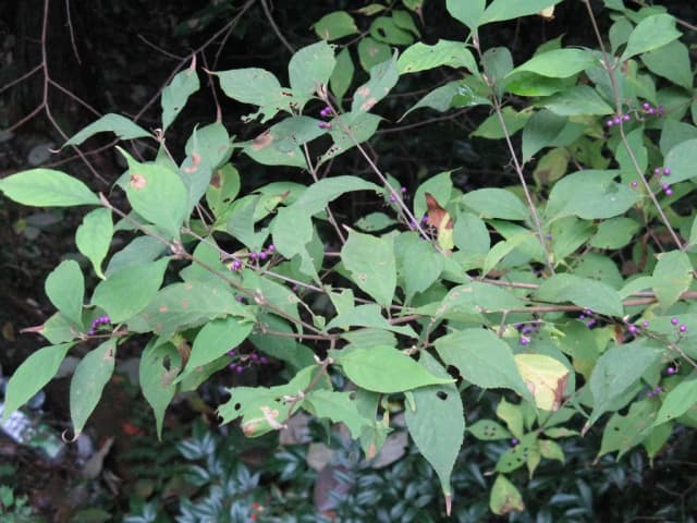 CALLICARPA JAPONICA FRUIT EXTRACT 대표 사진
