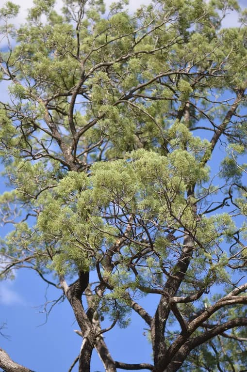 CALLITRIS GLAUCOPHYLLA LEAF EXTRACT 대표 사진