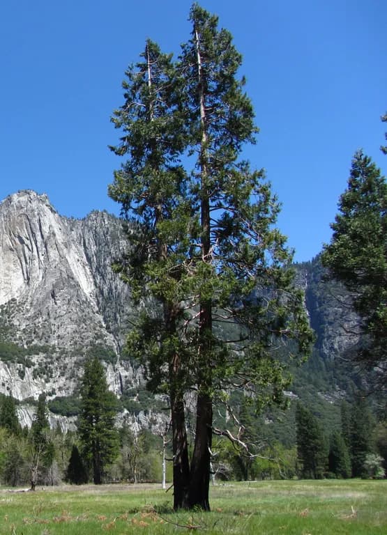 CALOCEDRUS DECURRENS WOOD OIL 대표 사진