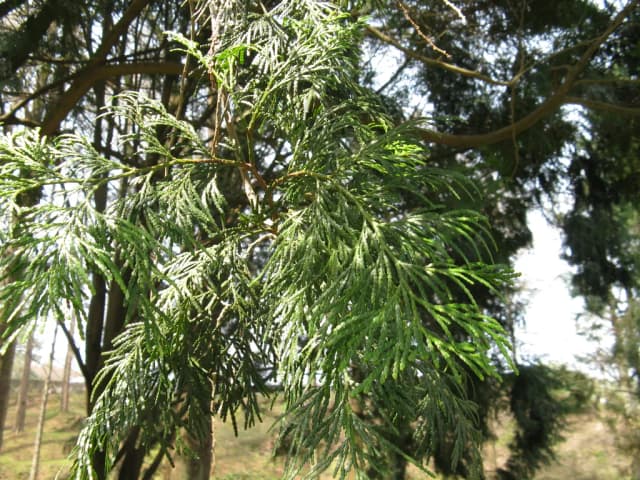 CALOCEDRUS FORMOSANA LEAF EXTRACT 대표 사진