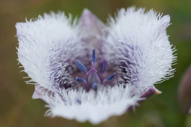 カロコルツストルミエイ花エキス 대표 사진
