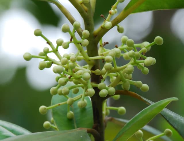 CALOPHYLLUM BRASILIENSE SEED OIL 대표 사진