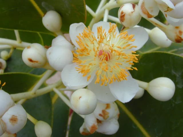 CALOPHYLLUM INOPHYLLUM LEAF EXTRACT 대표 사진