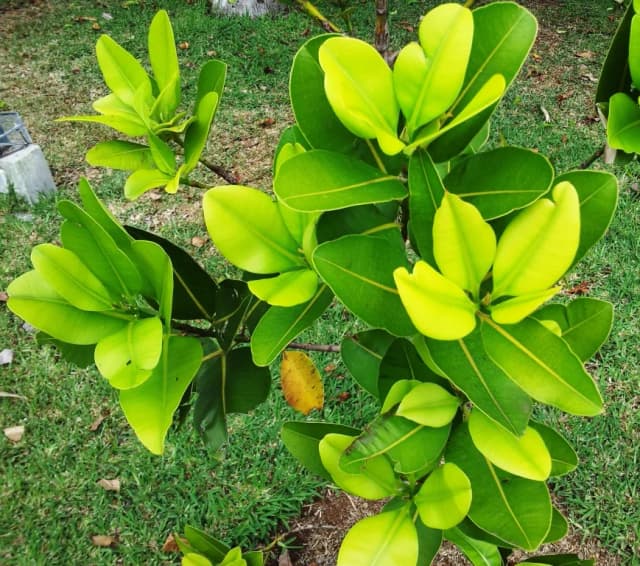 CALOPHYLLUM TACAMAHACA SEED EXTRACT 대표 사진