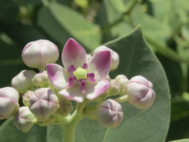 CALOTROPIS PROCERA CALLUS EXTRACT 대표 사진