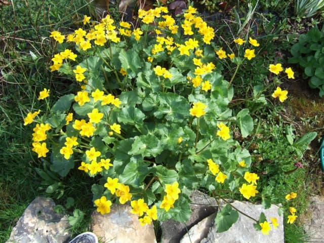 CALTHA PALUSTRIS FLOWER/LEAF/STEM EXTRACT 대표 사진
