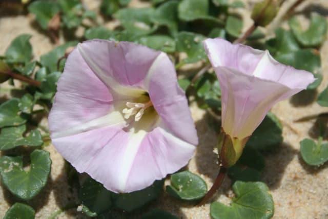 CALYSTEGIA SOLDANELLA ADVENTITIOUS ROOT EXTRACT 대표 사진