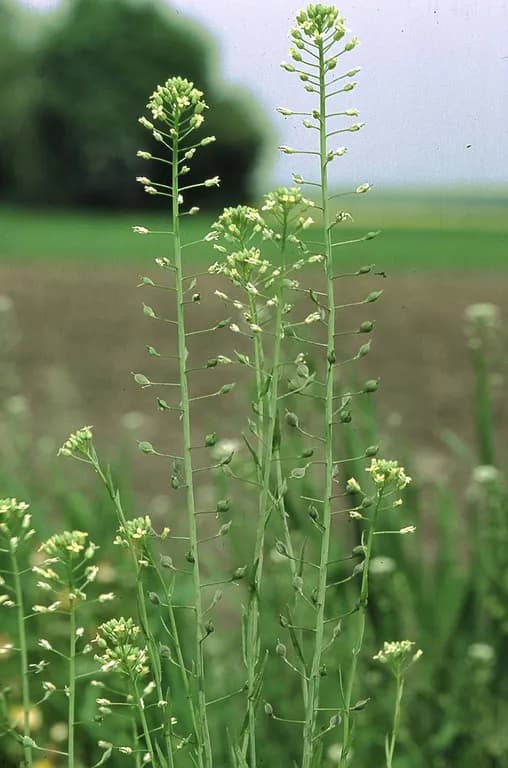 CAMELINA SATIVA SEED OIL ETHYL ESTERS 대표 사진