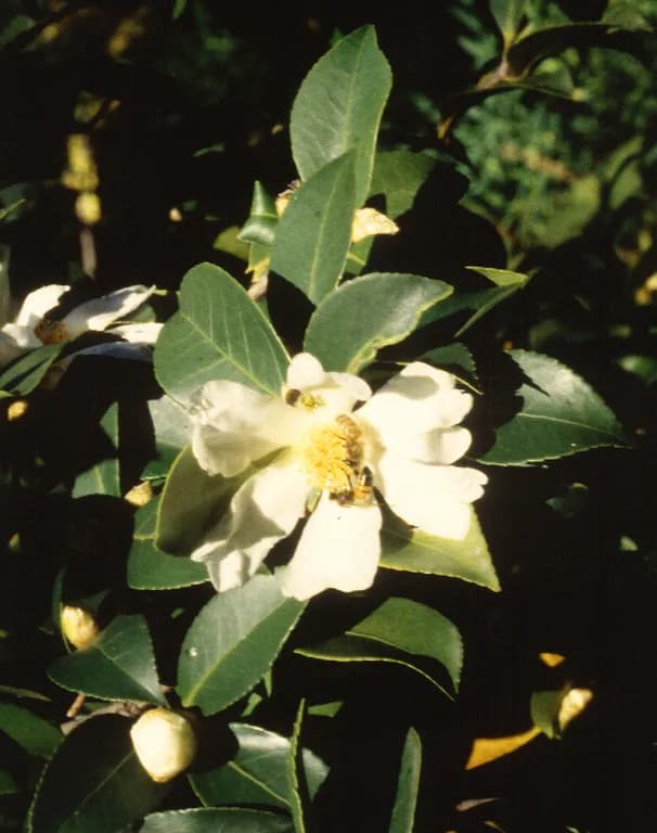 CAMELLIA OLEIFERA SEEDCAKE EXTRACT 대표 사진