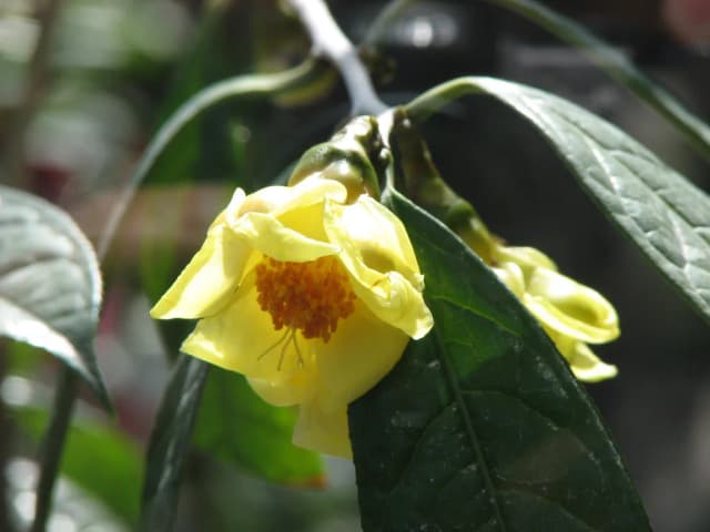 CAMELLIA PETELOTII FLOWER EXTRACT 대표 사진