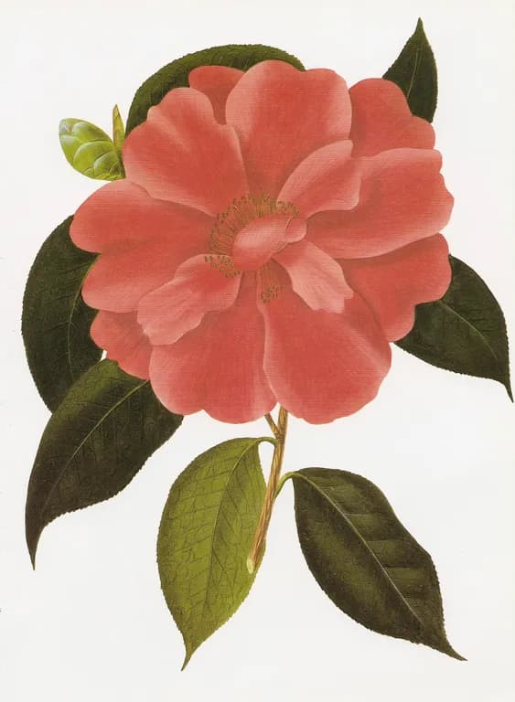 CAMELLIA RETICULATA SEED BUTTER 대표 사진