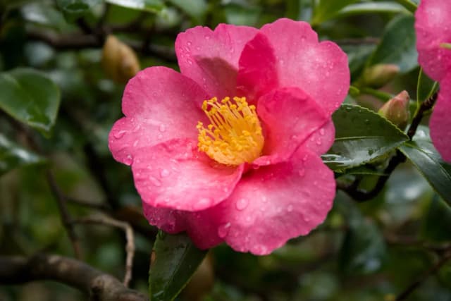 CAMELLIA SASANQUA LEAF/STEM EXTRACT 대표 사진